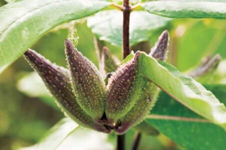 Milkweed Benefits